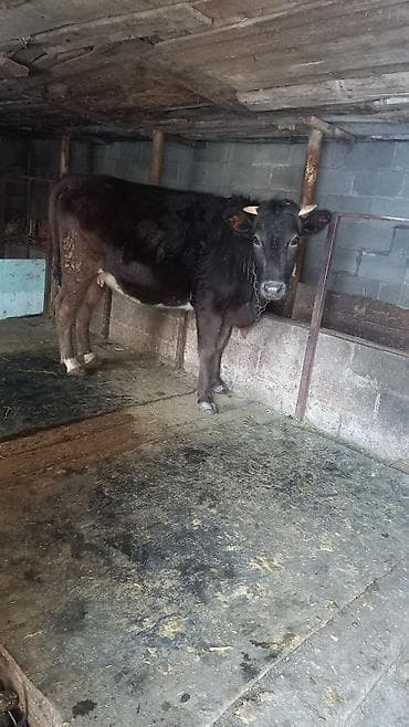 Иттер: Сатам | Уй (ургаачы) — 2