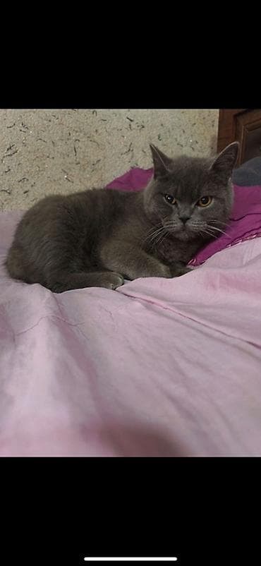 котята рыжие: Предлагаются к продаже шотландские вислоухие кошки и котята. Взрослая — 9