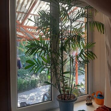 купить пальму: Комнатные растения в горшках: 1) Хамедорея (бамбуковая пальма) в — 2