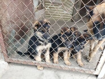 продажа щенков немецкой овчарки с документами в бишкеке: Щенки немецкой овчарки - Порода: немецкая овчарка, классический окрас — 3