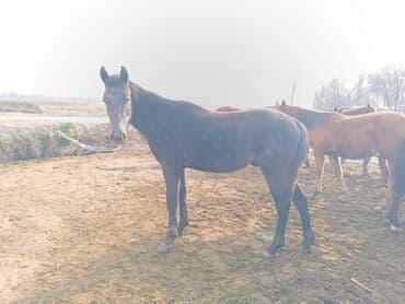 Продаю | Жеребенок | Для разведения