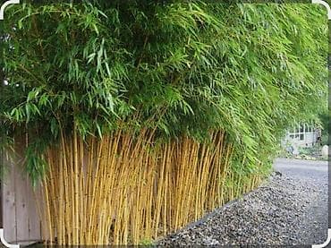 Бамбук садовый морозостойкий — декоративное растение для живых
