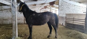 сколько стоит собака хаски: Продаю | Конь (самец), Жеребец | Полукровка, Першерон, Дончак | На забой | Племенные, Осеменитель — 6