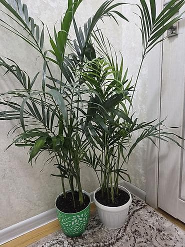 фито стена: Полка, этажерка для цветов, Новый, Железо, Самовывоз — 9