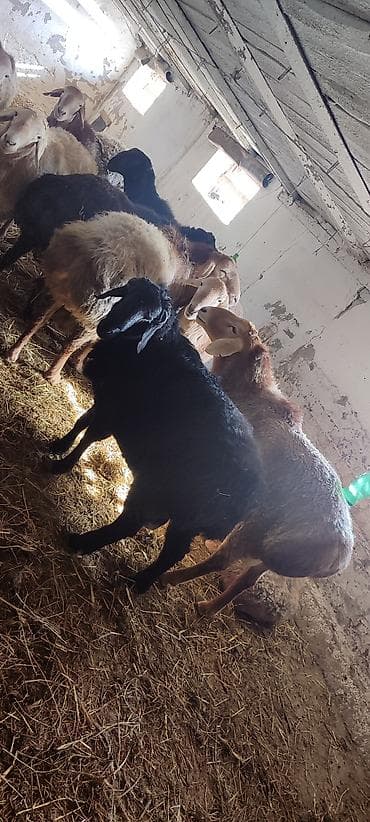 гиссарские матки: Продаю | Баран (самец) | На забой, Для разведения, Для шерсти | Кастрированные, Осеменитель — 4