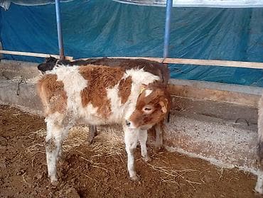 Продаю | Тёлка | На откорм