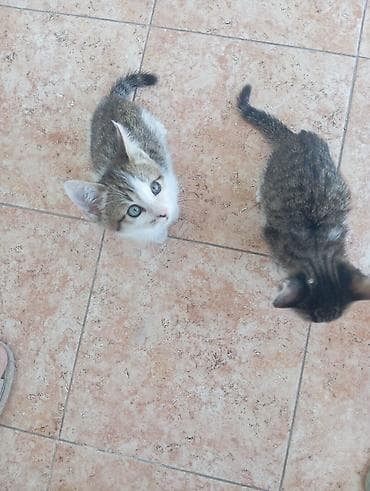 котята отдам в хорошие руки: Беспородная, 2 месяца, Мальчик, Приучена к лотку — 3