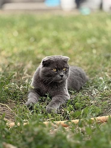 chow chow: Шотландская вислоухая кошка (Scottish Fold), окрас: сплошной голубой — 5