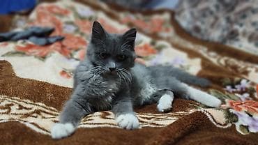 Услуги ветеринара: Кошка даром: Беспородная, 6 месяцев, Девочка, Приучена к лотку, Проглистована — 4