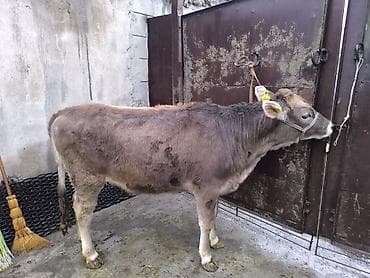узи аппарат для животных: Продаю | Бык (самец) | Швицкая | На откорм | Племенные — 3