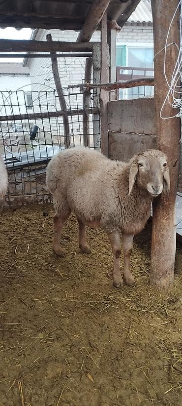 Кошки: Продаю | Баран (самец) | Для разведения | Осеменитель — 8