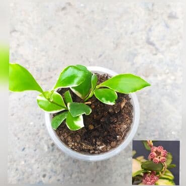 аквариум и рыбки: Продаю Хойя — 3