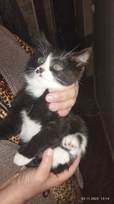 щенок хаски купить: Черно-белый котёнок с выразительной мордочкой и «носиком с пятнышком» — 4