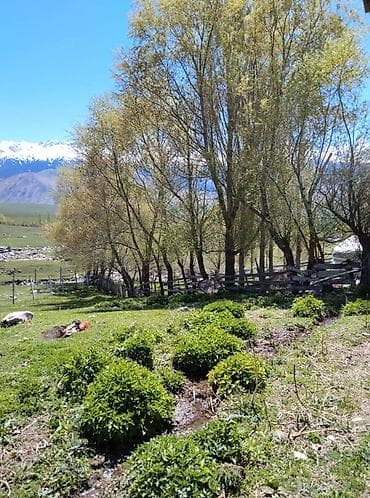 продать брейнрот: Кымызолечение в Чон Кемине 5 разовое кобылье молоко 3 разовое — 9