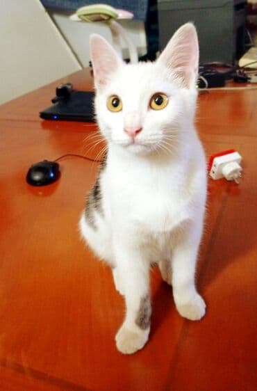 купить кошку: Кошка даром: Беспородная, 5 месяцев, Мальчик, Приучена к лотку, Проглистована — 4