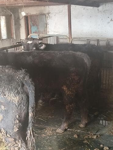 собаки сколько стоит: Продаю | Бык (самец) | Ангус | На откорм — 2