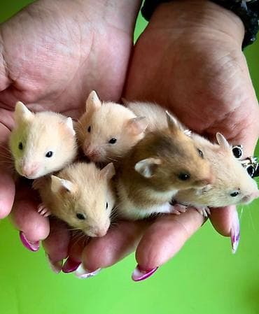 Собаки: Продаются хомячки сирийские, ангорские пушистые хомячки, джунгарские — 8