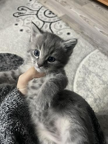 Мышыктар: Скотиш Страйт (Шотландиялык тик кулактуу), 1 айлык, Эркек, Боз, Аргын — 3