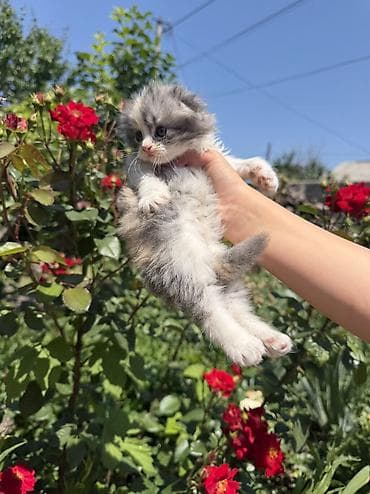 сколько стоит вислоухие котята: Скотиш Фолд (Шотландская вислоухая), 2 месяца, Девочка, Приучена к лотку — 9