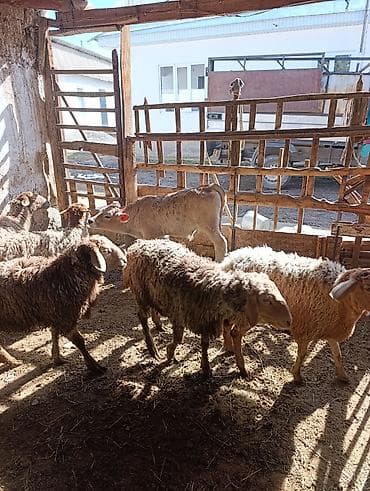 швицкая порода коров цена: Продаю | Овца (самка) | Для разведения | Матка — 6