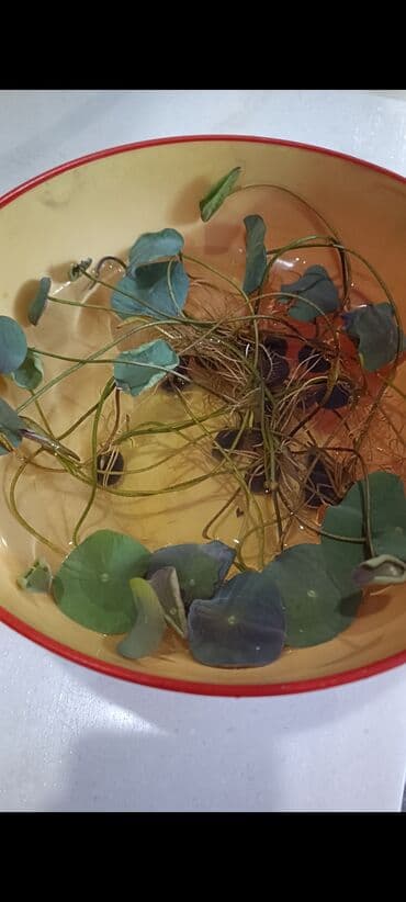 Семена Лотоса. в наличии семена на последнем фото,таких пачек