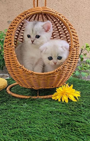 Животные: Предлагаем чистопородных малышей. Шотландские котята — 6