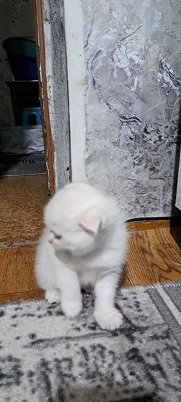 сколько стоит аксолотль: Шотландские котята (вислоухие) - Порода: шотландская вислоухая — 8