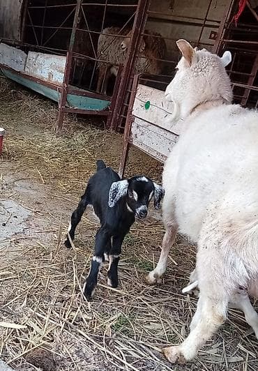 Продаю | Коза (самка) | Полукровка | Для молока | Племенные at lalafo.kg Продаю | Коза (самка) | Полукровка | Для молока | Племенные