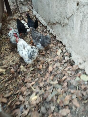 в связи с переездом отдам попугая жако в добрые руки: Продаю | Куры | Кохинхин | Для разведения — 9