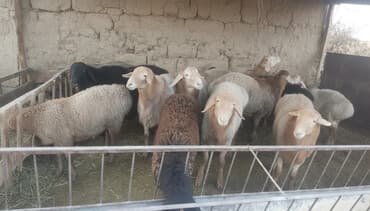 наполнитель для животных: Продаю | Баран (самец) | На забой | Осеменитель — 1