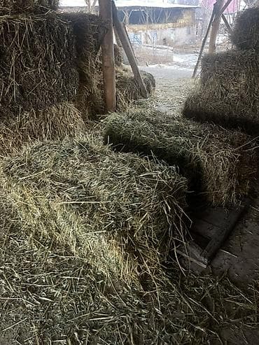 кой карабалта: Продаю тюки сена 🌾 📌 Разнотравье с клевером Цена: 280 сом за штуку — 1