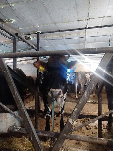 парода карова: Продаю | Корова (самка) | Для молока | Привязанные — 3