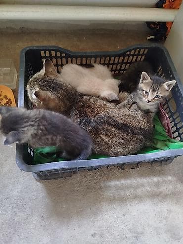 Котята от домашней кошки отдам даром