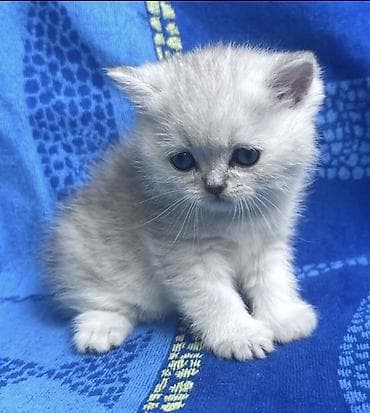 кости: Скотиш Страйт (Шотландская прямоухая), 2 месяца, Мальчик, Серебристая шиншилла, Приучена к лотку — 8