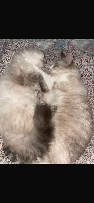 Продажа кошек: Пушистые кошки с длинной шерстью и светлым окраcом пойнт — 2