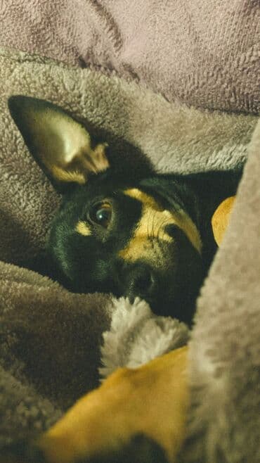 Вязка собак: Чихуахуа, 3 года, Самец, С прививкой, С родословной — 1