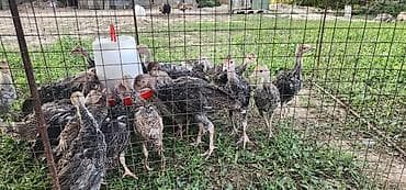 голуби птицы животный: Продаю | Индюшата | На забой — 2