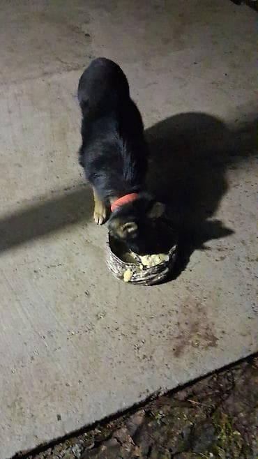 щенки собак: Немецкая овчарка, 5 месяцев, Самец, С прививкой — 4