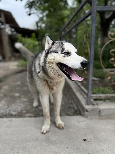Собаки: Хаски, 9 месяцев, Самец — 4