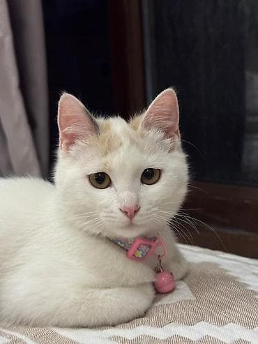 Другие животные: Кошка даром: Беспородная, 5 месяцев, Девочка, Приучена к лотку, Проглистована — 1