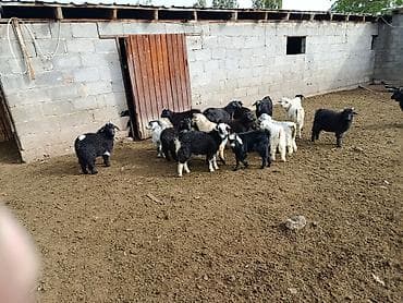 продажа кормов для сельскохозяйственных животных: Продаю | Коза (самка) | Полукровка | Для разведения — 1