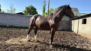 пони конь: Продаётся лошадьАйгыр отлично 👍🏻 держит косяк дает отличных — 5
