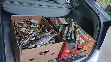 грибы эноки заказать: Форель копченая оптом и в розницу Отправка в регионы В большом — 3