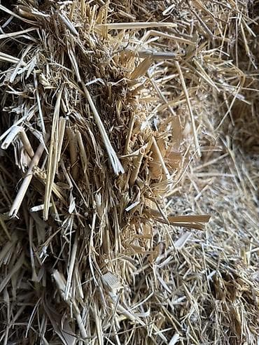 бараны котные: Солома в тюках - Тип: натуральная солома (пшеничная), спрессованная в — 2