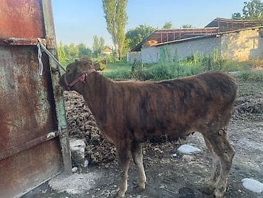 Животные: Продаю | Бык (самец) | На откорм | Привязанные — 6