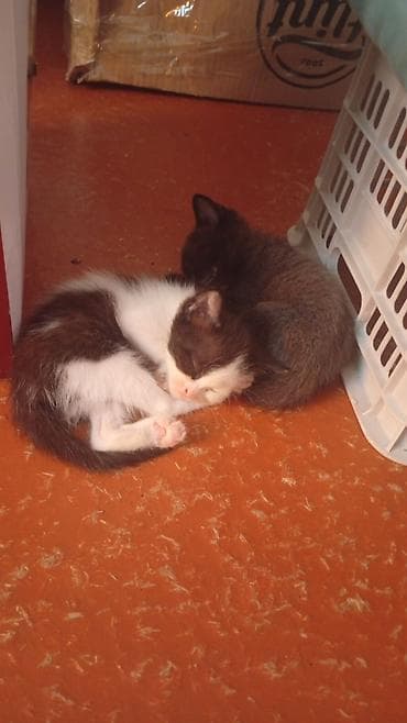 котик 1 месяц: Отдам котят в добрые руки,им больше месяца,кушают самостоятельно,ходят — 1