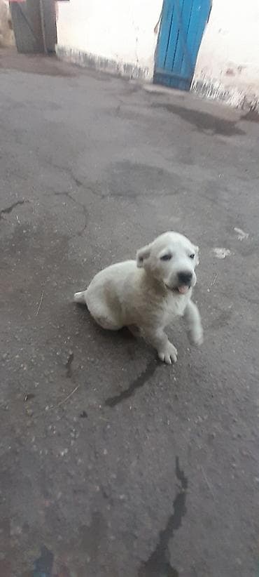 собаки малинуа: Алабай, 2 месяца, Самка, С прививкой — 6