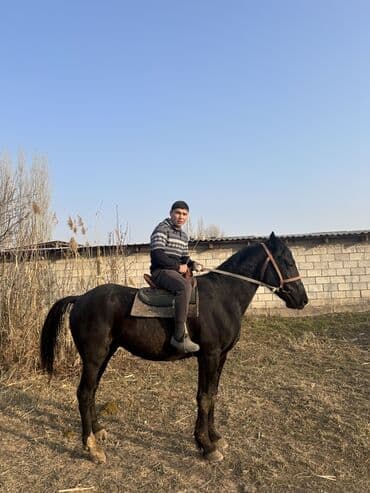 дог собака: Продаю | Жеребец | Рабочий — 3