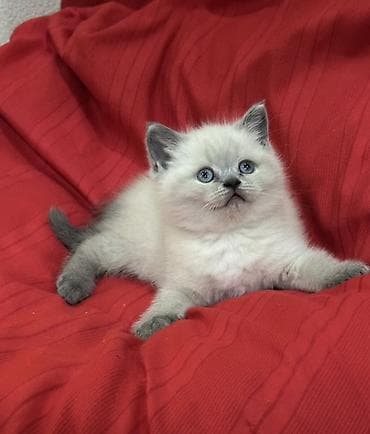 временные приюты для кошек: Продаются шотландские котята, (Scottish Fold, Scottish Straight). С — 10