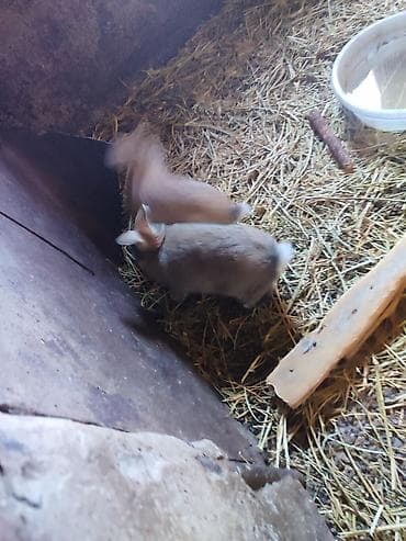 Ветеринар кызматы: Сатам | Коендун бөжөктөрү | Көбөйтүү үчүн | Асыл тукумдуу — 3